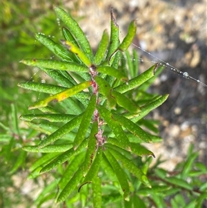 Persoonia mollis subsp. caleyi at Bundanoon, NSW - 23 Mar 2025 by Tapirlord