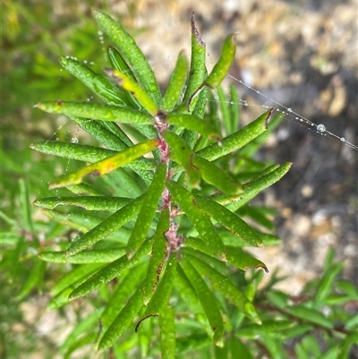 Persoonia mollis subsp. caleyi at Bundanoon, NSW - 23 Mar 2025 by Tapirlord