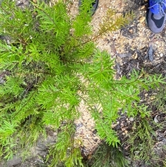 Persoonia mollis subsp. ledifolia at Bundanoon, NSW - 23 Mar 2025 01:59 PM