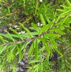 Persoonia mollis subsp. ledifolia at Bundanoon, NSW - 23 Mar 2025 01:59 PM