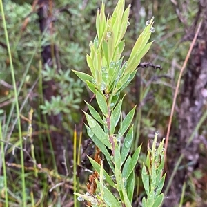 Leucopogon esquamatus (Swamp Beard-Heath) at Bundanoon, NSW - 23 Mar 2025 by Tapirlord