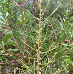 Acacia elongata (Swamp Wattle) at Bundanoon, NSW - 23 Mar 2025 by Tapirlord