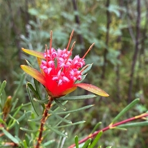 Lambertia formosa (Mountain Devil) at Bundanoon, NSW - 23 Mar 2025 by Tapirlord