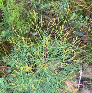 Petrophile pedunculata (Conesticks) at Bundanoon, NSW - 23 Mar 2025 by Tapirlord