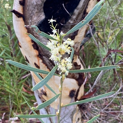 Acacia suaveolens (Sweet Wattle) at Bundanoon, NSW - 23 Mar 2025 by Tapirlord
