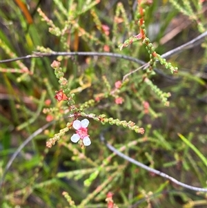 Baeckea brevifolia at Bundanoon, NSW - 23 Mar 2025 by Tapirlord