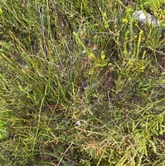 Baeckea brevifolia at Bundanoon, NSW - 23 Mar 2025 01:50 PM