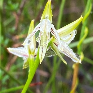 Corunastylis striata at Bundanoon, NSW - 23 Mar 2025 by Tapirlord