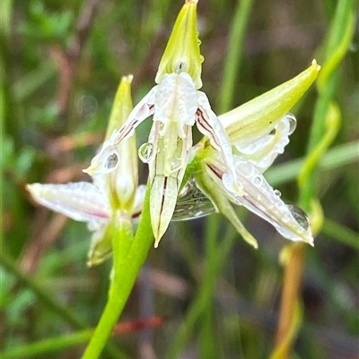 Corunastylis striata at Bundanoon, NSW - 23 Mar 2025 by Tapirlord