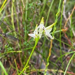 Corunastylis striata at Bundanoon, NSW - suppressed