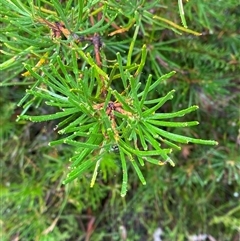 Banksia spinulosa (Hairpin Banksia) at Bundanoon, NSW - 23 Mar 2025 by Tapirlord