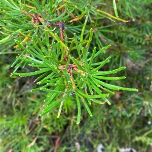 Banksia spinulosa (Hairpin Banksia) at Bundanoon, NSW - 23 Mar 2025 by Tapirlord