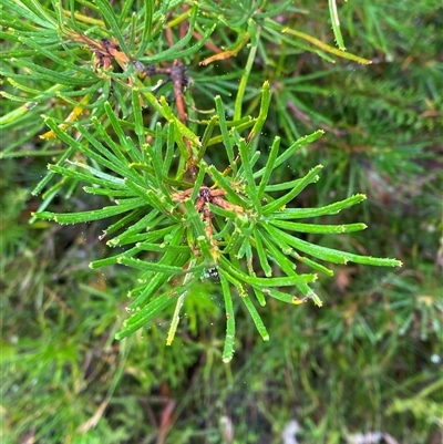 Banksia spinulosa (Hairpin Banksia) at Bundanoon, NSW - 23 Mar 2025 by Tapirlord