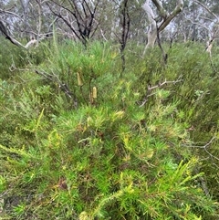 Banksia spinulosa at Bundanoon, NSW - 23 Mar 2025 01:49 PM