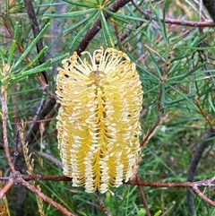 Banksia spinulosa at Bundanoon, NSW - 23 Mar 2025 01:49 PM