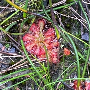 Drosera spatulata at Bundanoon, NSW - 23 Mar 2025 by Tapirlord