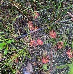 Drosera spatulata at Bundanoon, NSW - 23 Mar 2025 01:49 PM
