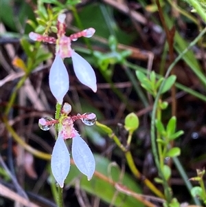 Eriochilus petricola at Bundanoon, NSW - 23 Mar 2025 by Tapirlord