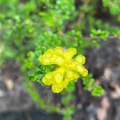 Hibbertia monogyna at Bundanoon, NSW - 23 Mar 2025 by Tapirlord