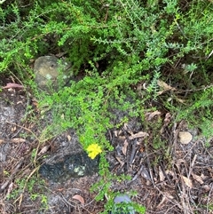 Hibbertia monogyna at Bundanoon, NSW - 23 Mar 2025 01:31 PM