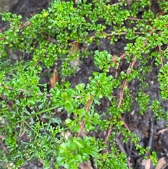 Hibbertia monogyna at Bundanoon, NSW - 23 Mar 2025 01:31 PM