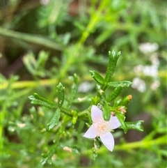 Boronia anemonifolia at Bundanoon, NSW - 23 Mar 2025 by Tapirlord