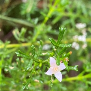 Boronia anemonifolia at Bundanoon, NSW - 23 Mar 2025 by Tapirlord