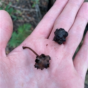 Syncarpia glomulifera (Turpentine) at Bundanoon, NSW - 23 Mar 2025 by Tapirlord
