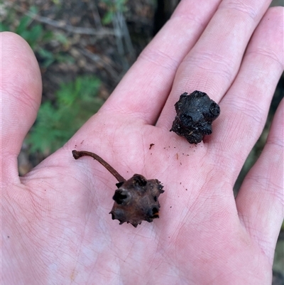 Syncarpia glomulifera (Turpentine) at Bundanoon, NSW - 23 Mar 2025 by Tapirlord