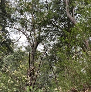 Eucalyptus piperita (Peppermint Stringybark) at Bundanoon, NSW - 23 Mar 2025 by Tapirlord