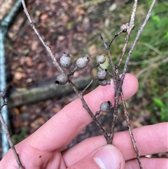 Eucalyptus piperita at Bundanoon, NSW - 23 Mar 2025 01:26 PM