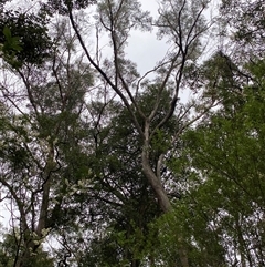 Eucalyptus piperita at Bundanoon, NSW - 23 Mar 2025 01:26 PM