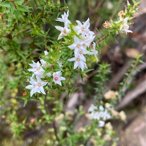 Epacris pulchella (Wallum Heath) at Bundanoon, NSW - 23 Mar 2025 by Tapirlord