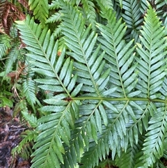 Todea barbara (King Fern) at Fitzroy Falls, NSW - 23 Mar 2025 by Tapirlord