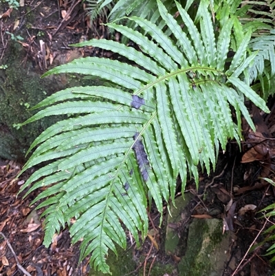 Blechnum cartilagineum (Gristle Fern) at Bundanoon, NSW - 23 Mar 2025 by Tapirlord