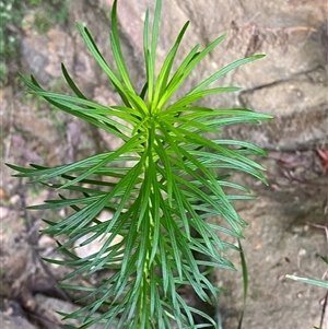 Stylidium laricifolium (Giant Triggerplant, Tree Triggerplant) at Bundanoon, NSW - 23 Mar 2025 by Tapirlord