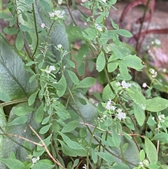 Poranthera microphylla (Small Poranthera) at Bundanoon, NSW - 23 Mar 2025 by Tapirlord