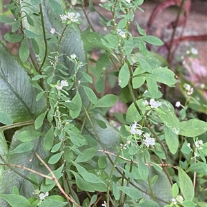 Poranthera microphylla (Small Poranthera) at Bundanoon, NSW - 23 Mar 2025 by Tapirlord