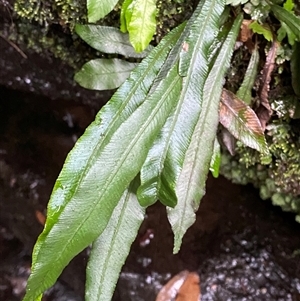Blechnum patersonii subsp. patersonii (Strap Water Fern) at Bundanoon, NSW - 23 Mar 2025 by Tapirlord