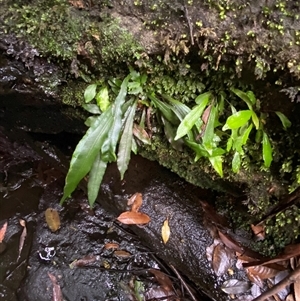 Blechnum patersonii subsp. patersonii at Bundanoon, NSW - 23 Mar 2025 01:10 PM