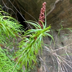 Dracophyllum secundum at Fitzroy Falls, NSW - 23 Mar 2025 by Tapirlord
