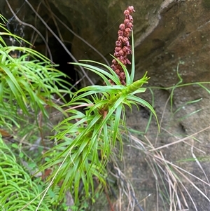 Dracophyllum secundum at Fitzroy Falls, NSW - 23 Mar 2025 by Tapirlord