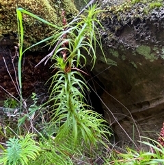 Dracophyllum secundum at Fitzroy Falls, NSW - 23 Mar 2025 01:06 PM