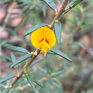 Aotus ericoides (common aotus) at Fitzroy Falls, NSW - 23 Mar 2025 by Tapirlord