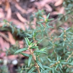 Aotus ericoides at Fitzroy Falls, NSW - 23 Mar 2025 11:54 AM