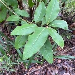 Olearia argophylla (Native Musk) at Fitzroy Falls, NSW - 23 Mar 2025 by Tapirlord