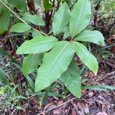 Olearia argophylla (Native Musk) at Fitzroy Falls, NSW - 23 Mar 2025 by Tapirlord