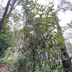 Olearia argophylla at Fitzroy Falls, NSW - 23 Mar 2025 11:52 AM