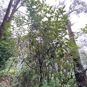 Olearia argophylla at Fitzroy Falls, NSW - 23 Mar 2025 11:52 AM