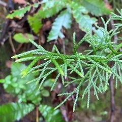 Pseudolycopodium densum (Bushy Club Moss) at Fitzroy Falls, NSW - 23 Mar 2025 by Tapirlord
